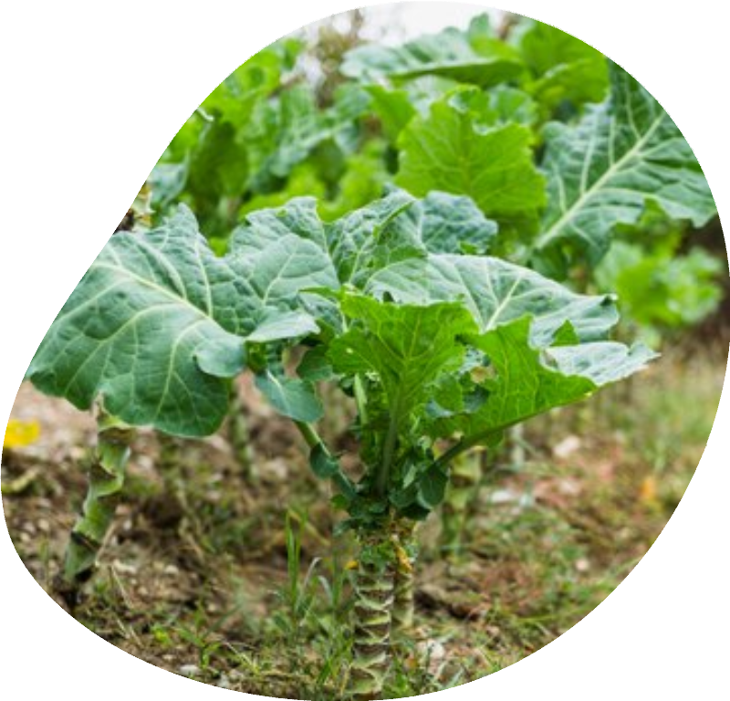 farm-24 (2) (1)