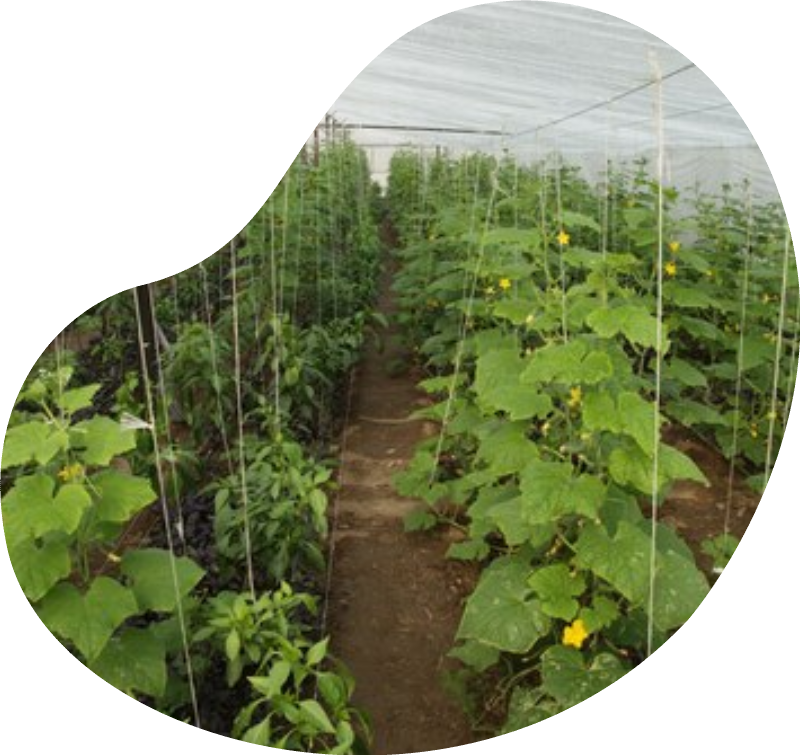 farm-31 (2)